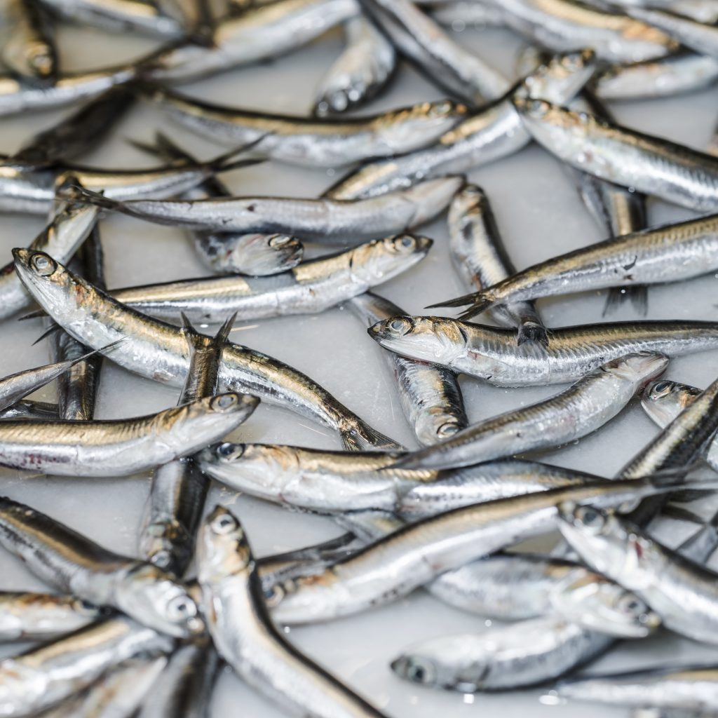How to Make Anchovy Baby Food