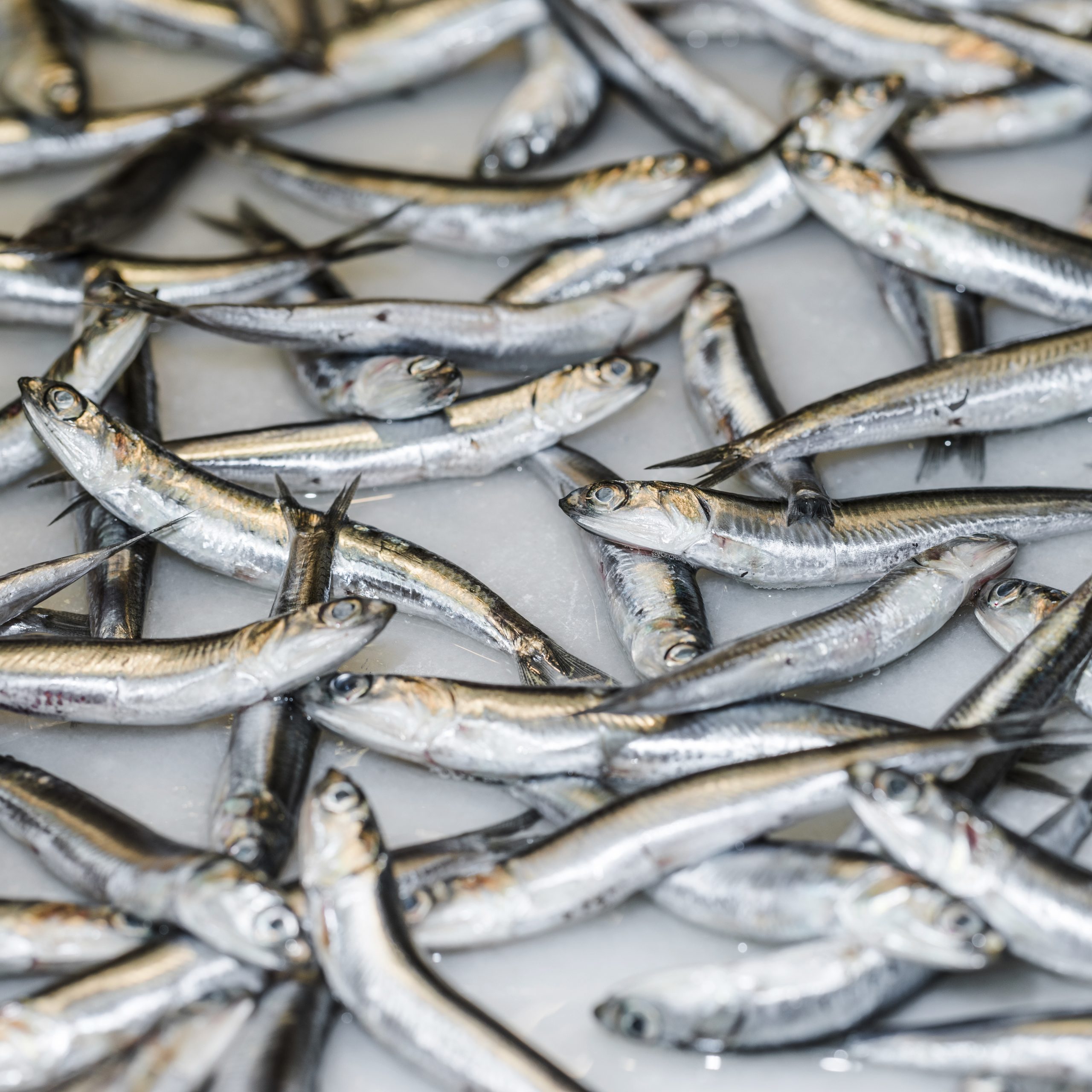 How to Make Anchovy Baby Food