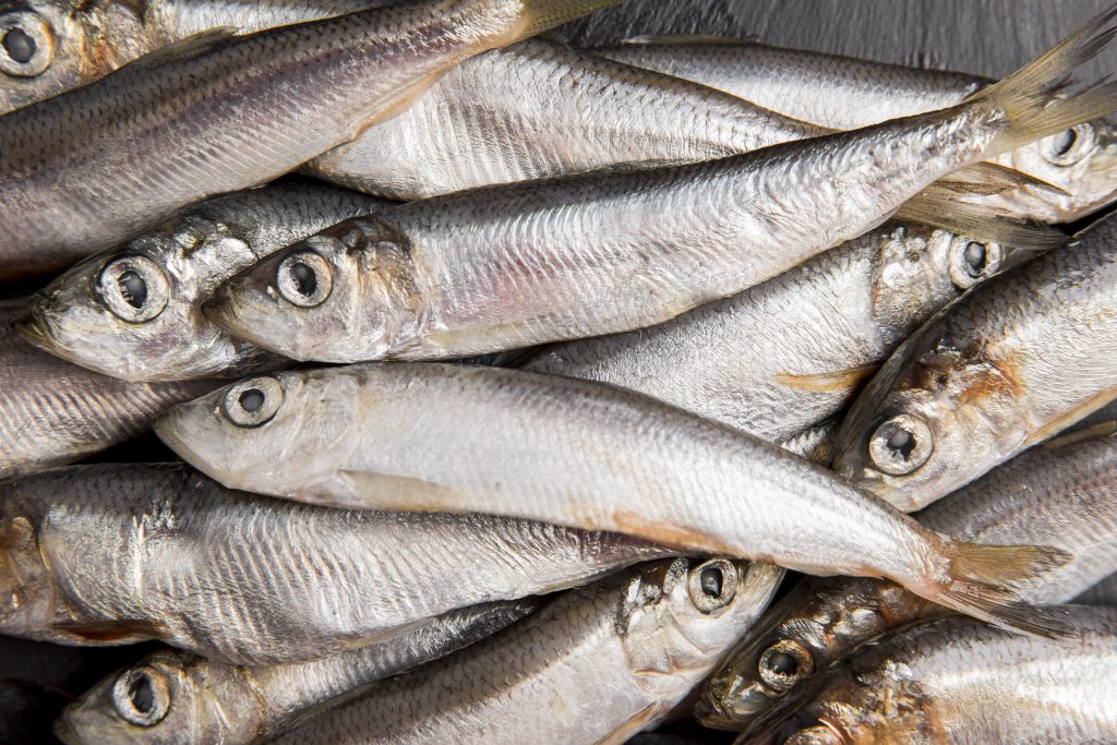 Best Types of Anchovies for Baby Food